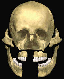 Animated pieces of skull forming together